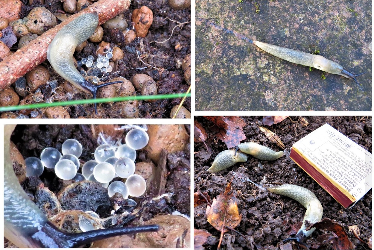mustpeanälkjas_Ene_Grass_teokaart