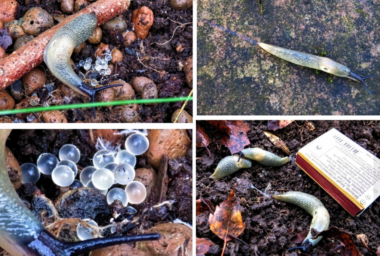 Mustpeanälkjas ja tema munad